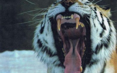 Wilde dieren hebben geen trauma