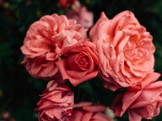 Sympathie en empathie